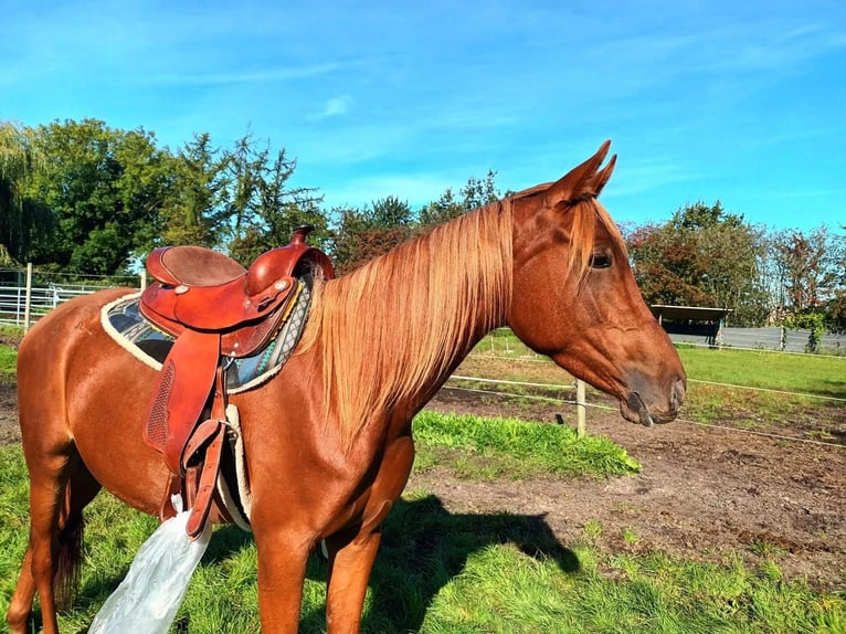 Vollblutaraber Mix Stute 3 Jahre 156 cm Fuchs in Bredstedt