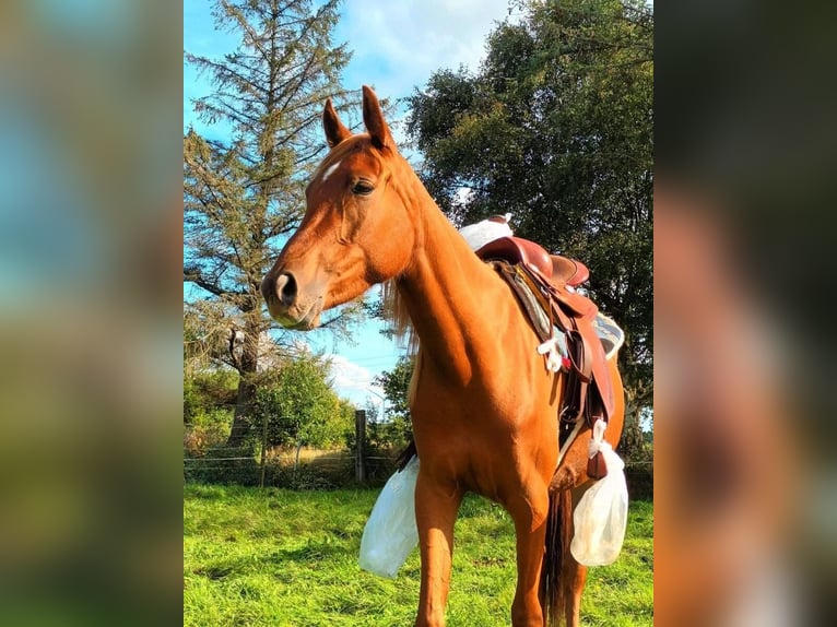 Vollblutaraber Mix Stute 3 Jahre 156 cm Fuchs in Bredstedt