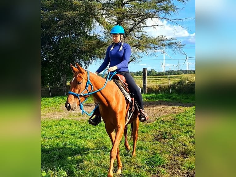 Vollblutaraber Mix Stute 3 Jahre 156 cm Fuchs in Bredstedt