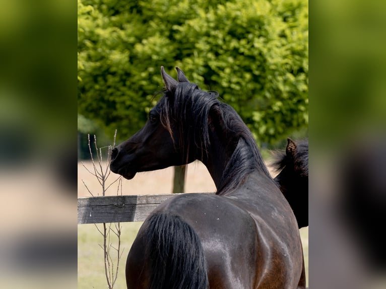 Vollblutaraber Stute 3 Jahre 156 cm Rappe in Nové Zamky