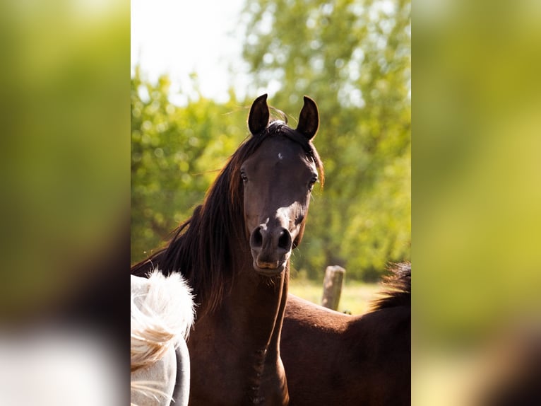 Vollblutaraber Stute 3 Jahre 156 cm Rappe in Nové Zamky