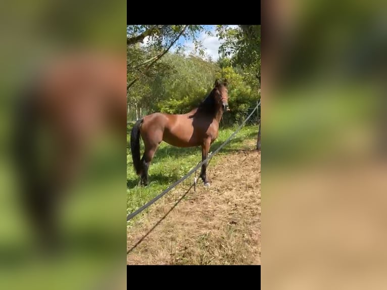 Vollblutaraber Stute 3 Jahre 157 cm Brauner in La chapelle aux saints