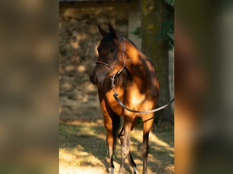 Vollblutaraber Stute 3 Jahre 158 cm Brauner in Theras