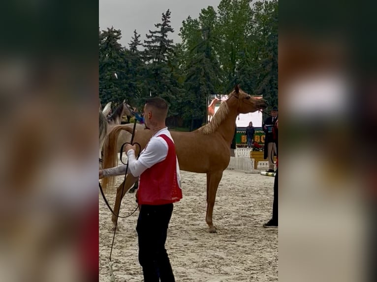 Vollblutaraber Stute 3 Jahre Dunkelfuchs in Polgár