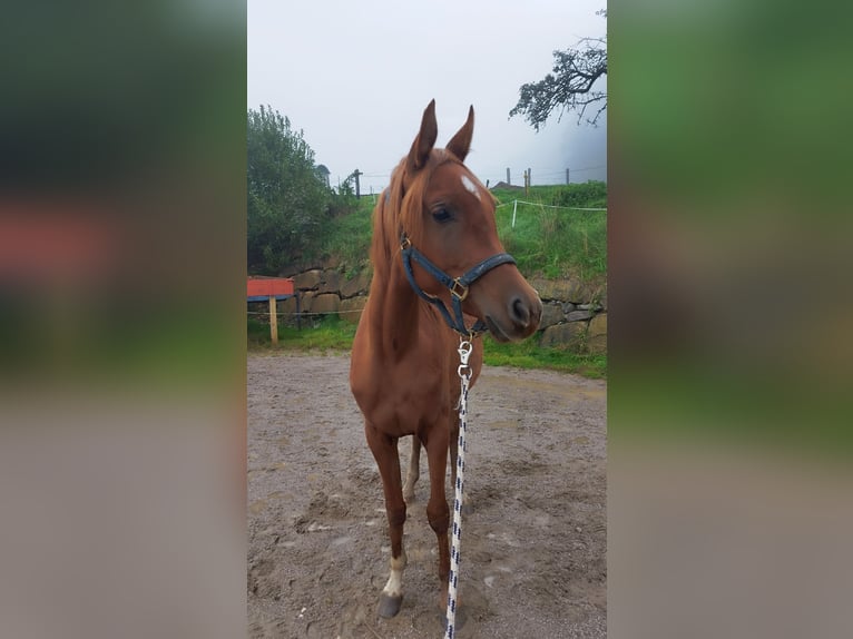 Vollblutaraber Stute 3 Jahre Fuchs in Gufidaun