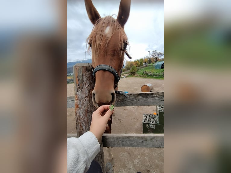 Vollblutaraber Stute 3 Jahre Fuchs in Italien