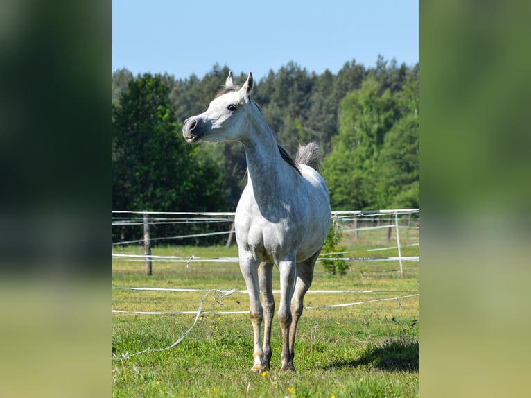 Vollblutaraber Stute 3 Jahre Schimmel in Wielgolas Duchnowski Vollblutaraber Stute 3 Jahre Schimmel in Wielgolas Duchnowski