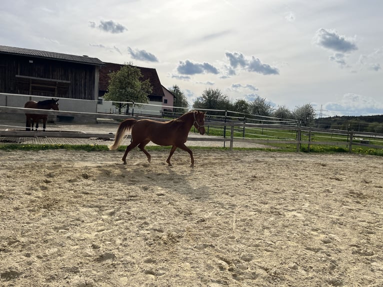 Vollblutaraber Stute 4 Jahre 144 cm Fuchs in Kastl
