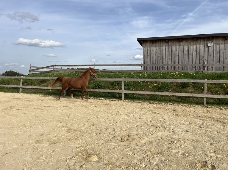 Vollblutaraber Stute 4 Jahre 144 cm Fuchs in Kastl