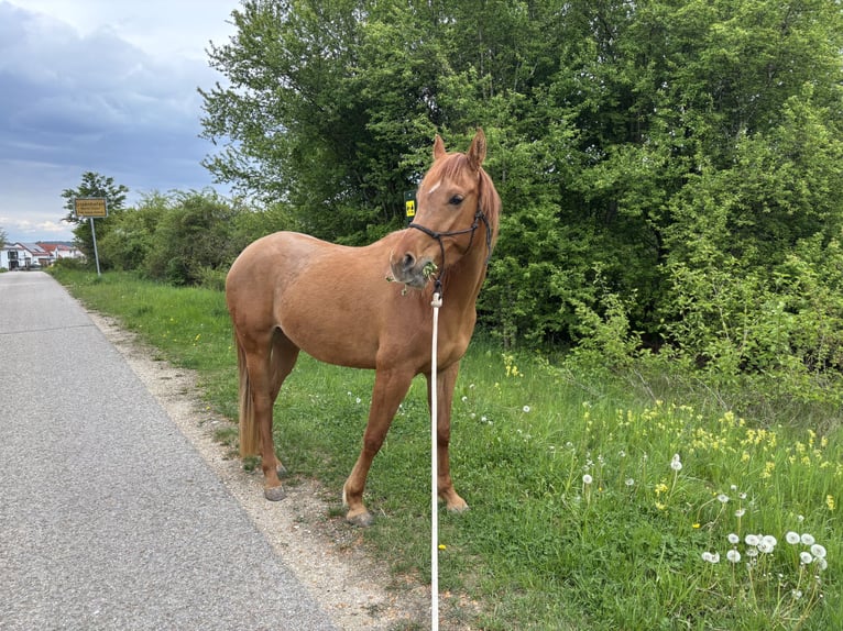 Vollblutaraber Stute 4 Jahre 144 cm Fuchs in Kastl