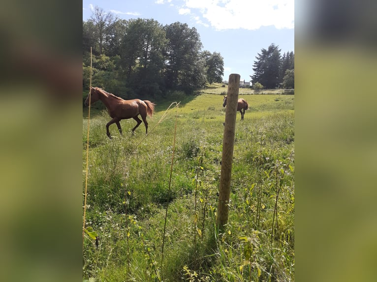 Vollblutaraber Stute 4 Jahre 148 cm Kann Schimmel werden in Rieden