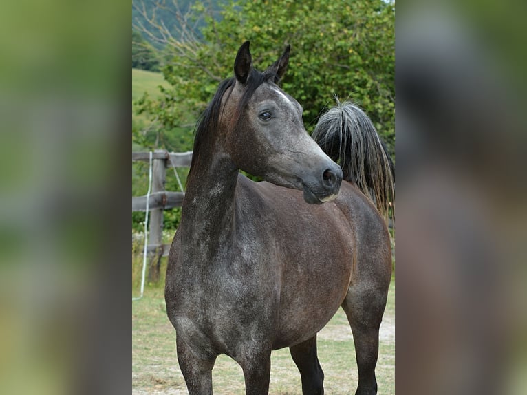 Vollblutaraber Stute 4 Jahre 150 cm Schimmel in Koprivnica