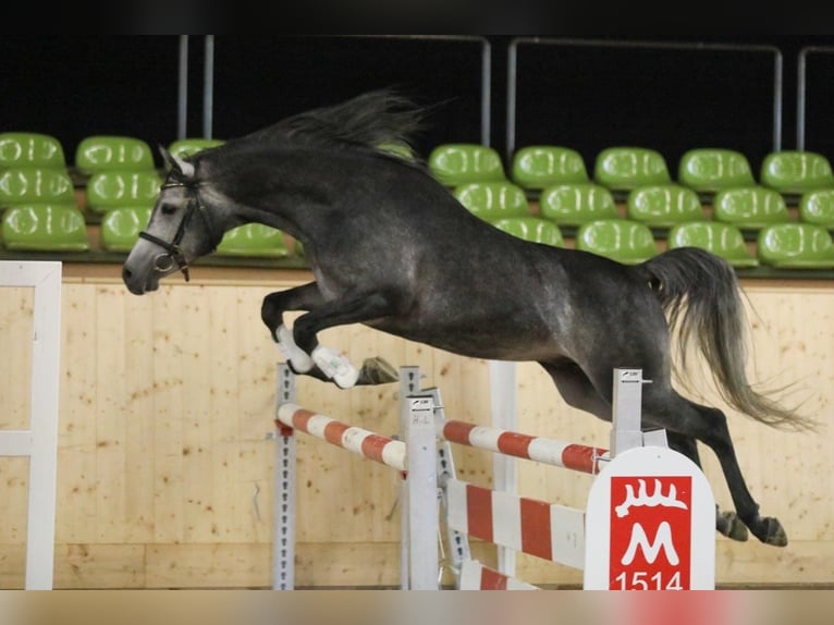 Vollblutaraber Stute 4 Jahre 151 cm Rappschimmel in Spiesen-Elversberg
