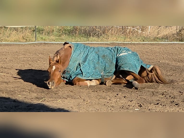 Vollblutaraber Stute 4 Jahre 152 cm Fuchs in Theresienfeld