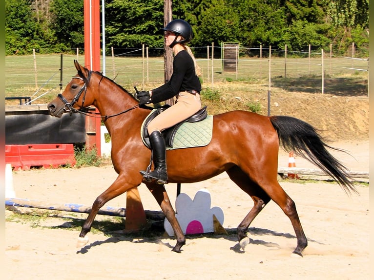 Vollblutaraber Stute 4 Jahre 153 cm Brauner in Kehl