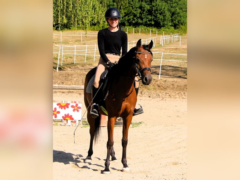 Vollblutaraber Stute 4 Jahre 153 cm Brauner in Kehl