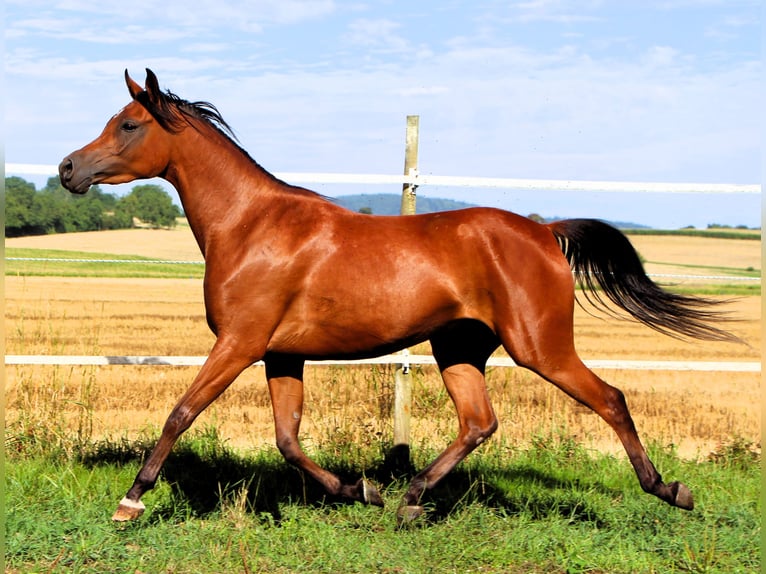 Vollblutaraber Stute 4 Jahre 153 cm Brauner in Kehl