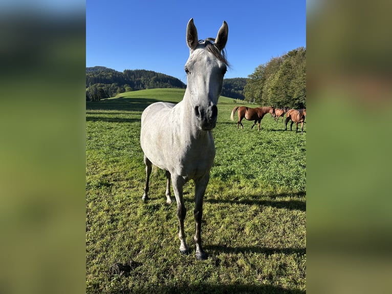 Vollblutaraber Stute 4 Jahre 153 cm Schimmel in Zgornji Tuhinj, Kamnik
