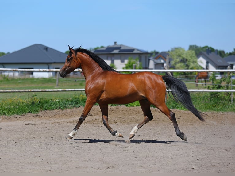 Vollblutaraber Stute 4 Jahre 155 cm Brauner in Lodz
