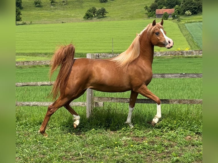 Vollblutaraber Stute 4 Jahre 155 cm Fuchs in Altenbeken