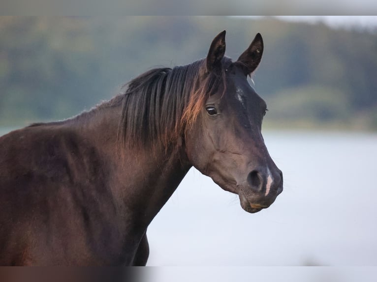 Vollblutaraber Stute 4 Jahre 155 cm Rappe in Hobro