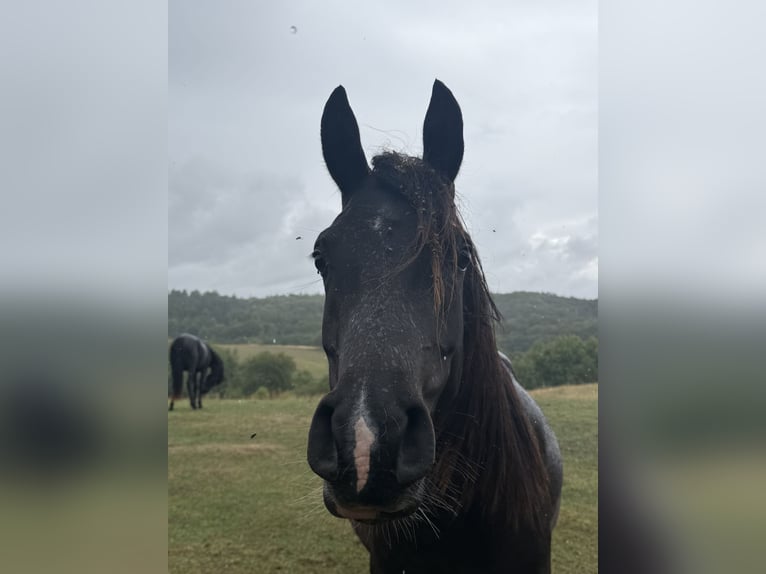 Vollblutaraber Stute 4 Jahre 155 cm Rappe in Hobro