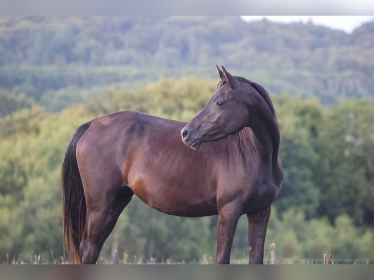 Vollblutaraber Stute 4 Jahre 155 cm Rappe in Hobro