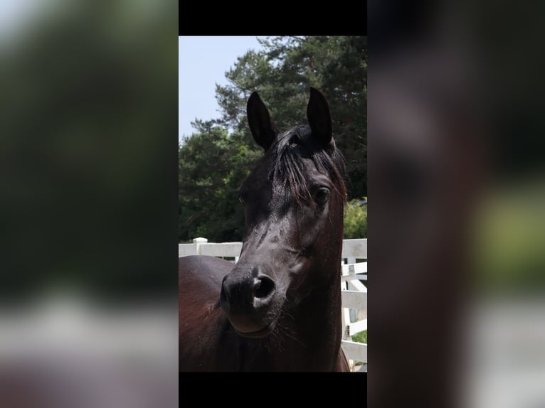 Vollblutaraber Stute 4 Jahre 155 cm Rappe in Starzach