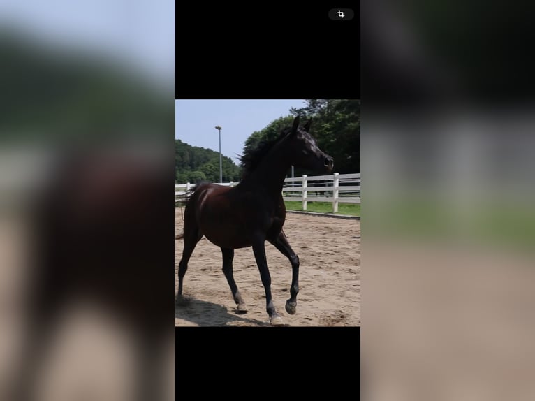 Vollblutaraber Stute 4 Jahre 155 cm Rappe in Starzach