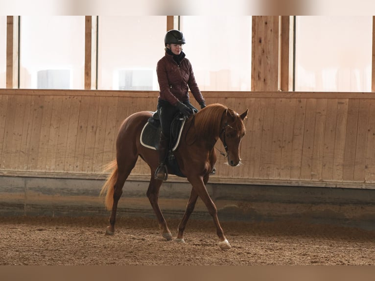 Vollblutaraber Stute 4 Jahre 156 cm Fuchs in Amtzell