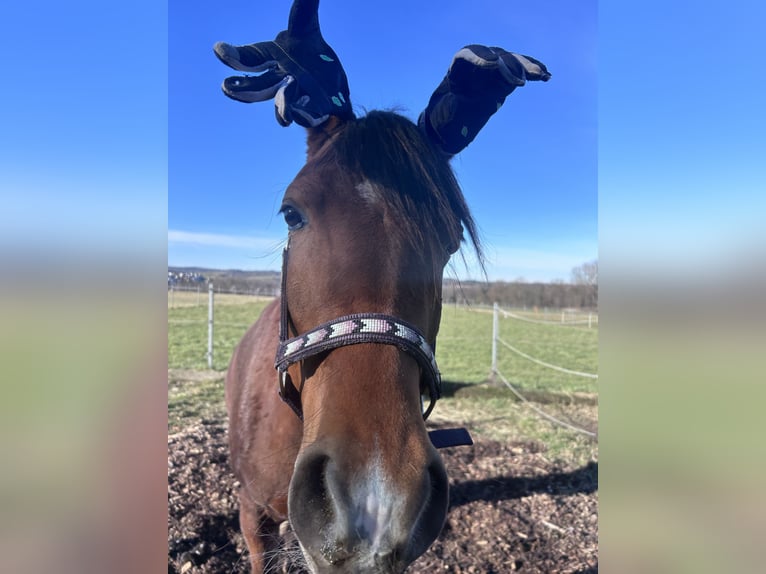 Vollblutaraber Stute 4 Jahre Brauner in Oberboihingen