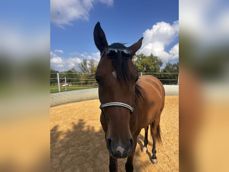 Vollblutaraber Stute 4 Jahre Brauner in Oberboihingen