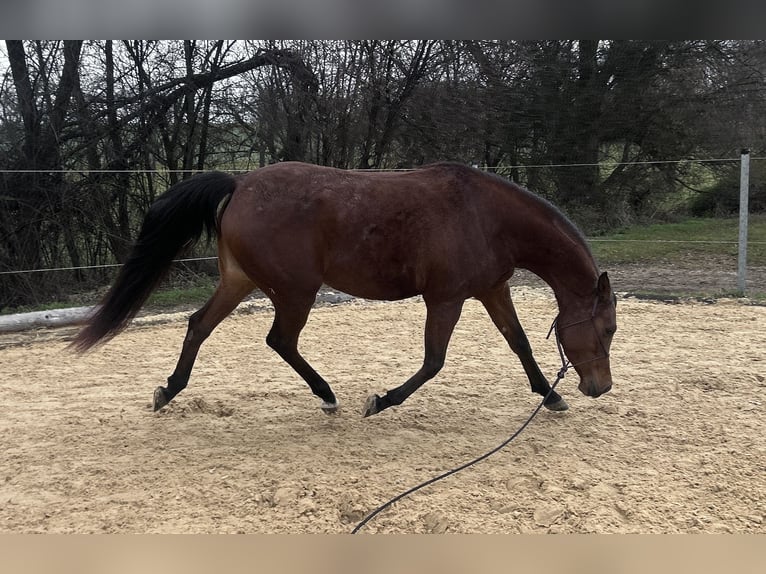 Vollblutaraber Stute 4 Jahre Brauner in Oberboihingen