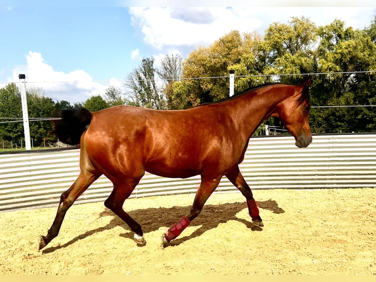 Vollblutaraber Stute 4 Jahre Brauner in Oberboihingen