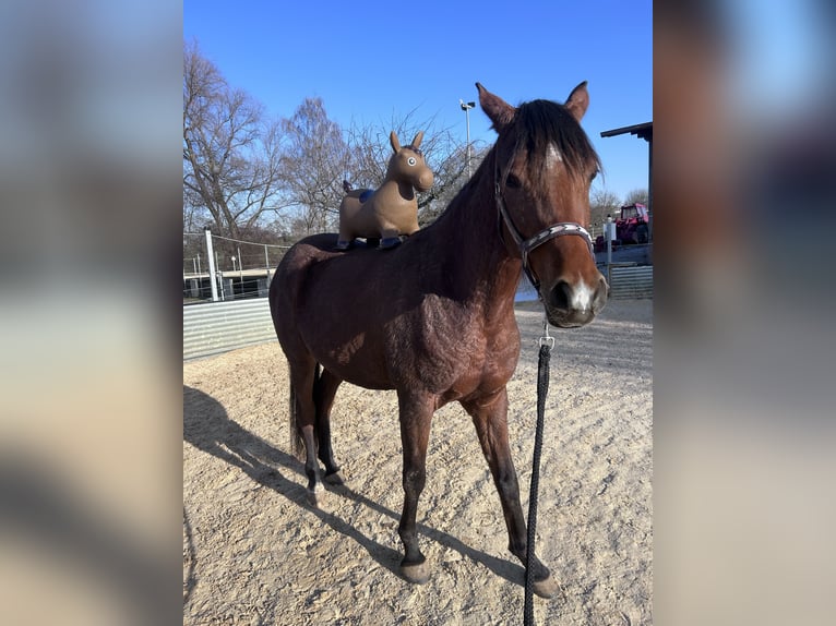 Vollblutaraber Stute 4 Jahre Brauner in Oberboihingen