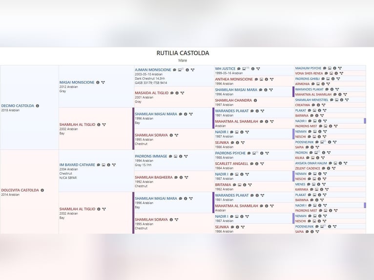 Vollblutaraber Stute 4 Jahre Fuchs in Treviglio