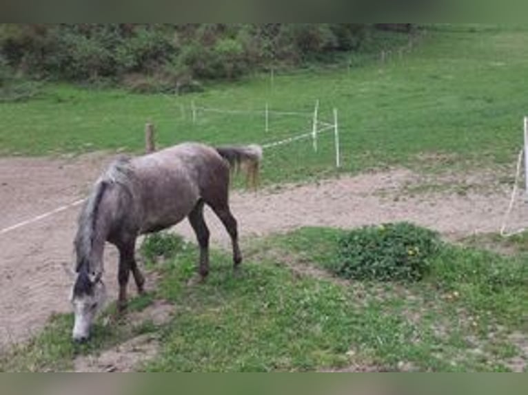 Vollblutaraber Stute 5 Jahre 140 cm Apfelschimmel in Rieden