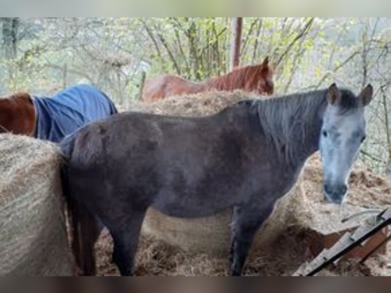 Vollblutaraber Stute 5 Jahre 140 cm Apfelschimmel in Rieden