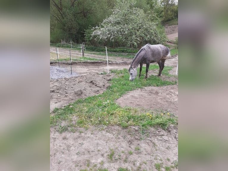 Vollblutaraber Stute 5 Jahre 140 cm Apfelschimmel in Rieden