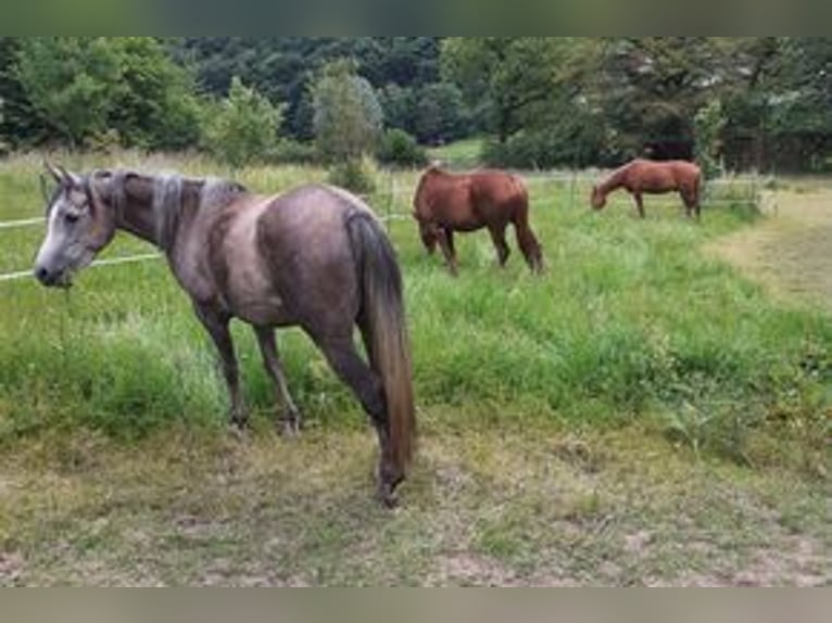Vollblutaraber Stute 5 Jahre 140 cm Apfelschimmel in Rieden