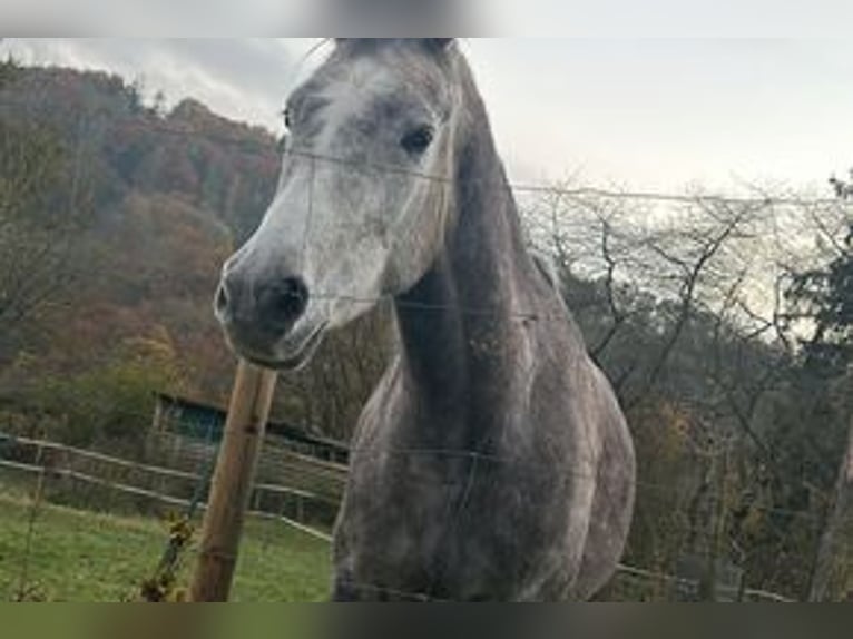 Vollblutaraber Stute 5 Jahre 140 cm Apfelschimmel in Rieden