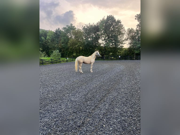 Vollblutaraber Stute 5 Jahre 142 cm Palomino in Middlesbrough