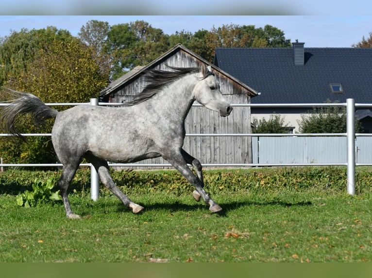 Vollblutaraber Stute 5 Jahre 150 cm Schimmel in Krasnystaw