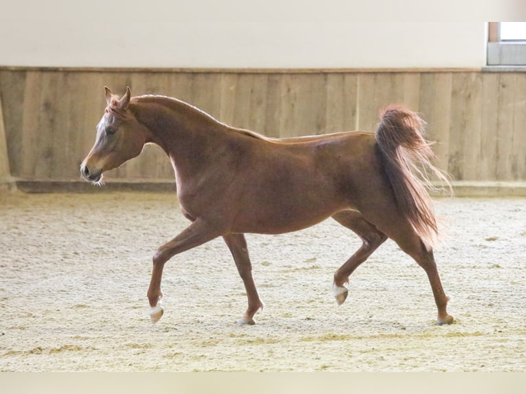 Vollblutaraber Stute 5 Jahre 151 cm Fuchs in Kirchzell