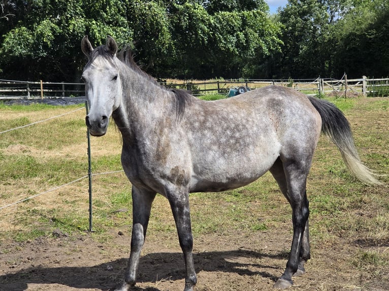 Vollblutaraber Stute 5 Jahre 152 cm Fliegenschimmel in Sandbach