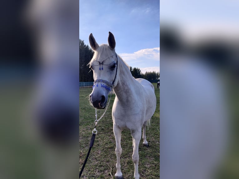 Vollblutaraber Stute 5 Jahre 152 cm Schimmel in Raszyn