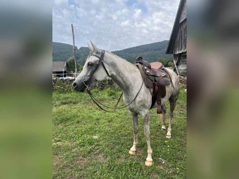 Vollblutaraber Stute 5 Jahre 154 cm Apfelschimmel in Dvor