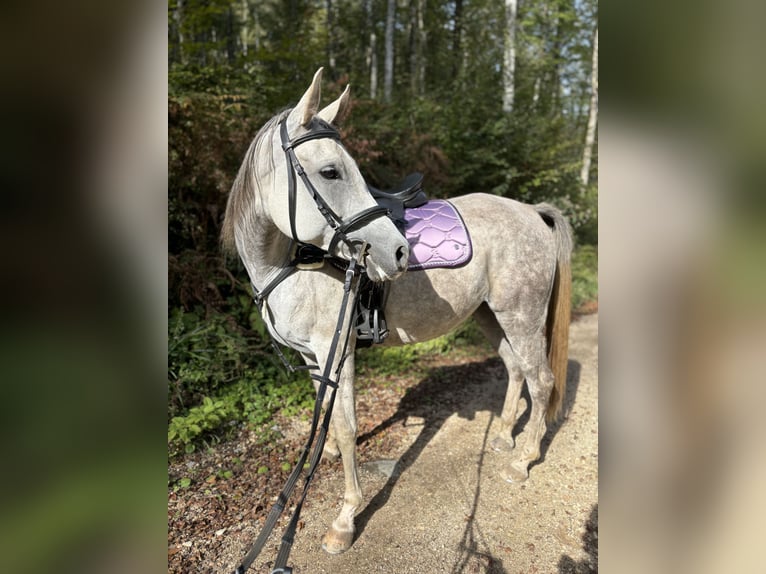 Vollblutaraber Stute 5 Jahre 154 cm Apfelschimmel in Dvor