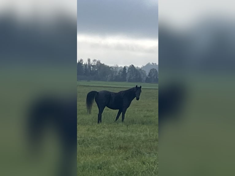 Vollblutaraber Stute 5 Jahre 154 cm Rappe in Mengen