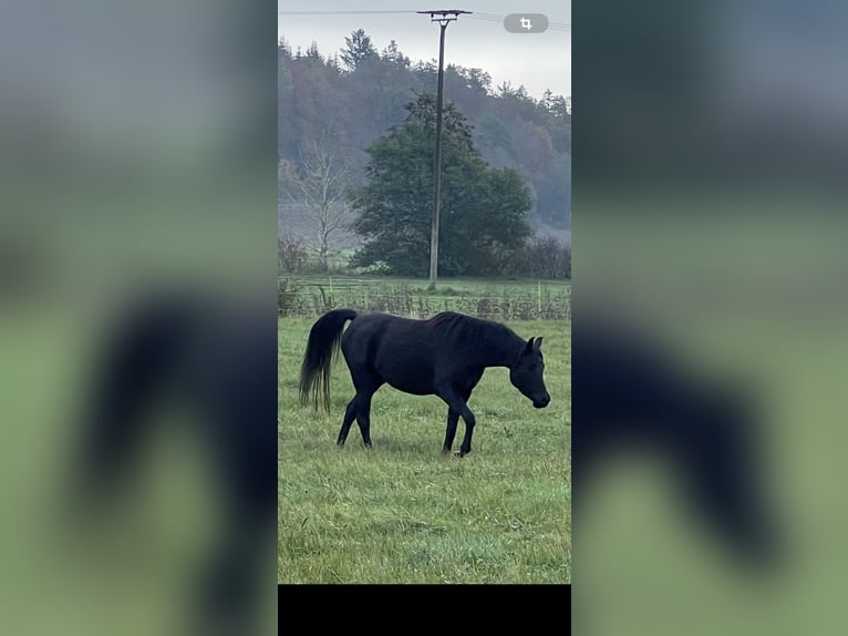 Vollblutaraber Stute 5 Jahre 154 cm Rappe in Mengen